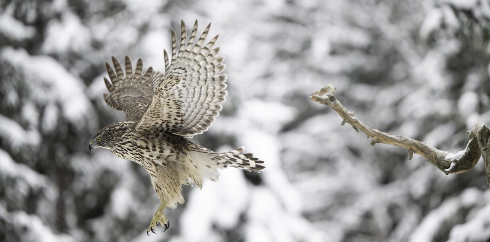 Impressions Photography